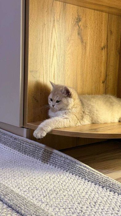 Серебристая шиншилла, пушистая, приучена к дому — идеальный питомец.