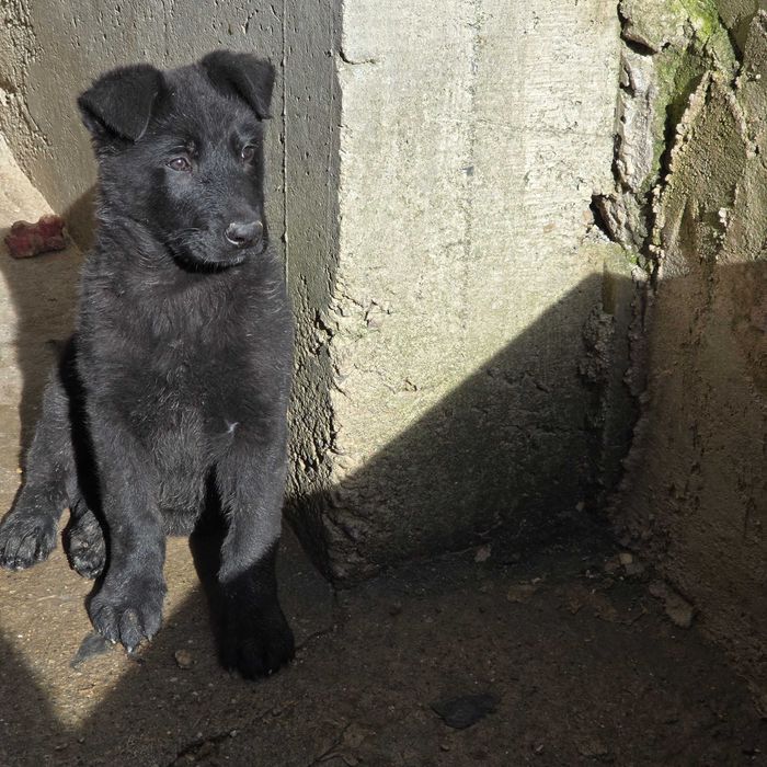 Женски Канадски Вълк