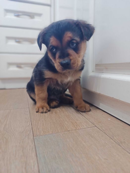 Подарявам малко мъжко кученце