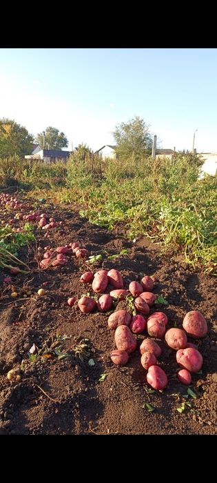 Картошка домашняя очень вкусная без химии Ботакара