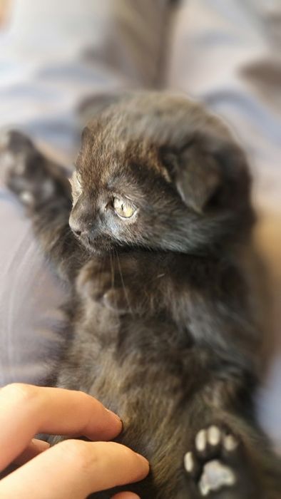 Шотландский весло ухий mushuk