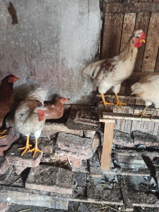 Продавам 4 броя млади петела