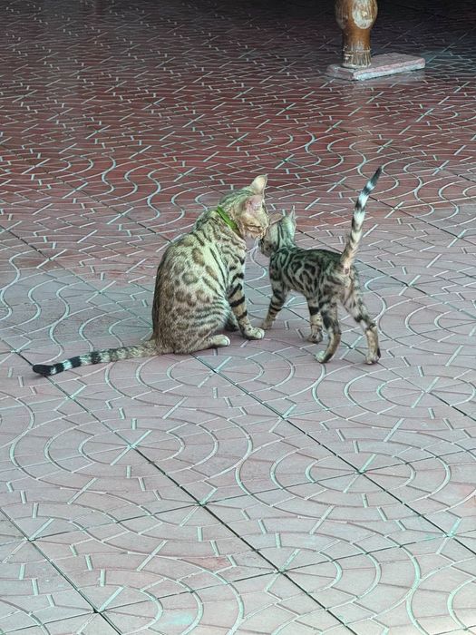 Bengal mushuk sotiladi