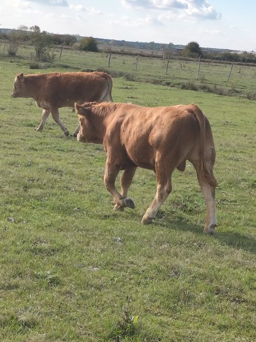 Vând vitei de limousine și baltata