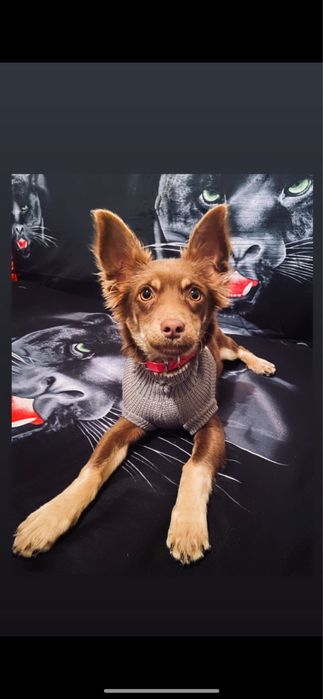 Подарявам кученца