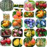 Oferta de toamna 2025 Pomi fructiferi
