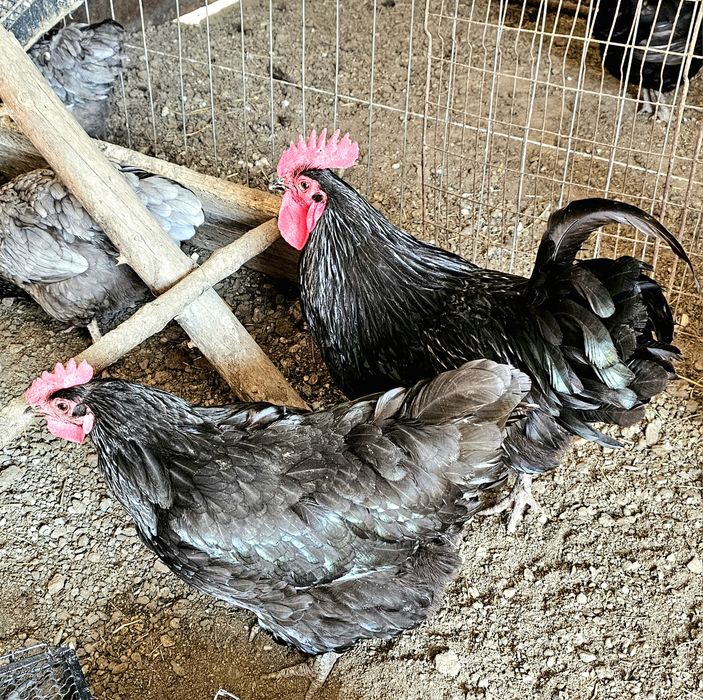 Vând familii găini