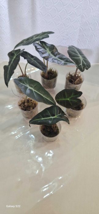 Комнатные цветы алоказия полли