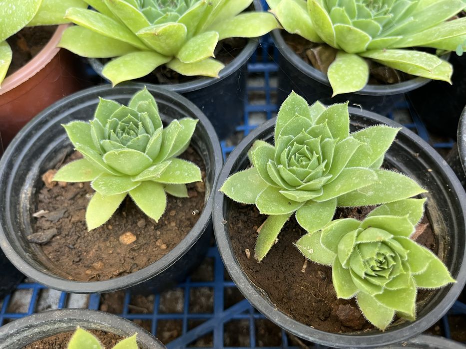 Дебелец - дебела мара