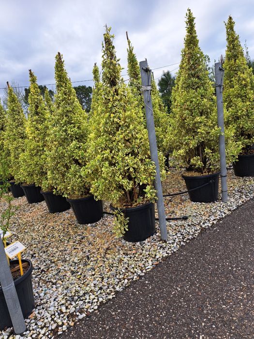 Spiral Tuia PonPon Magnolia Grandiflora Palmier Trachycarpus Etc