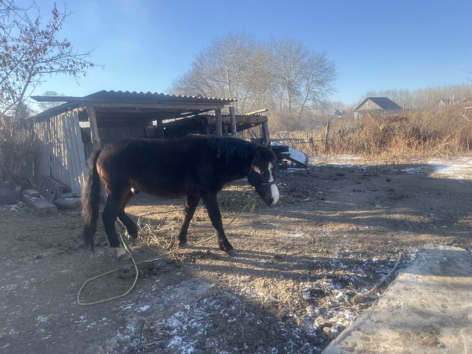 Семіз құнан ұш жасар , семіз, соғым. Поселок Водный