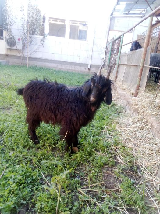 Улкча сотилади йош