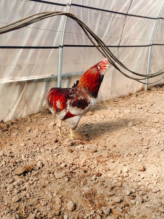 Cocos Araucana deosebit