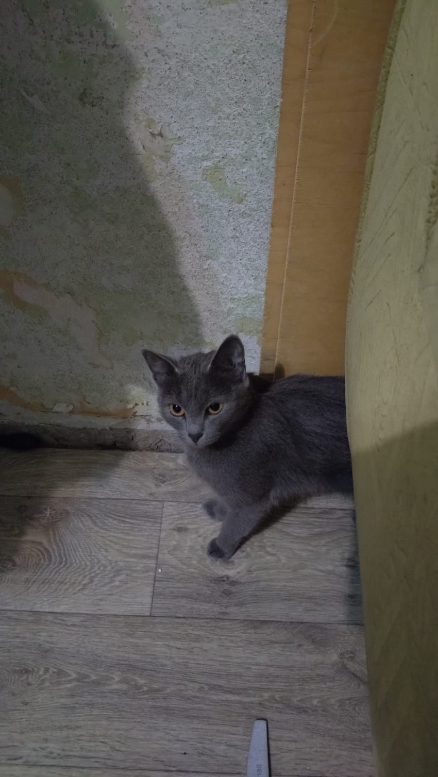 Отдам кошечку русскую голобую