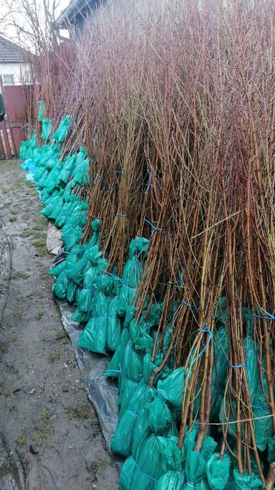 Vand pomi fructiferi