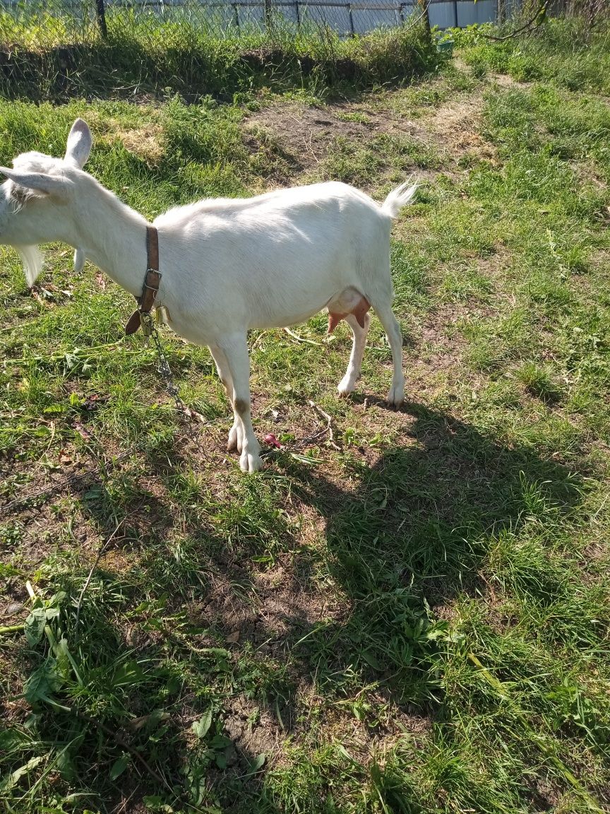 Se vinde ieduță sanem din capre bune de lapte.