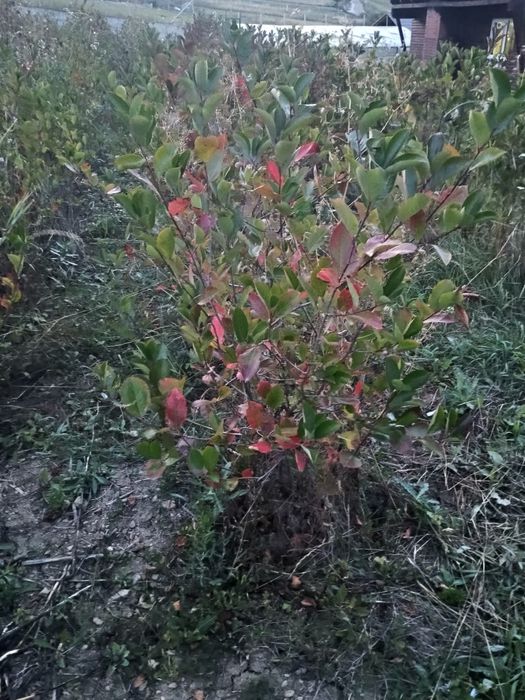 Plante aronia anul 5 și 6