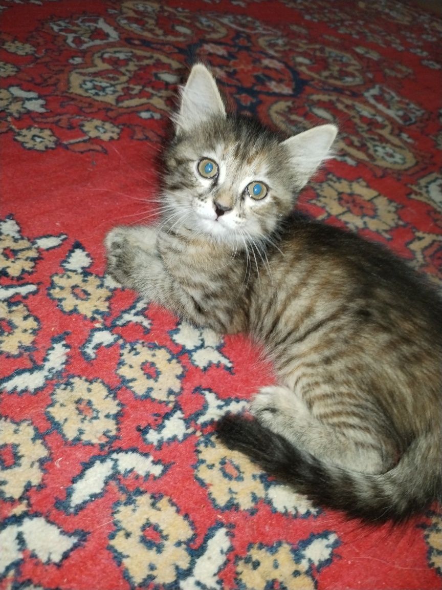 Отдам котят в хорошие руки