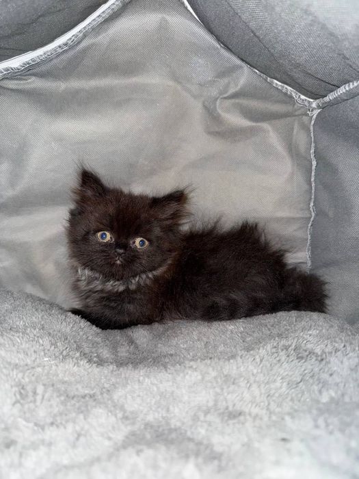 Scottish highland fold тоза пародалик мушукчалар сотилади