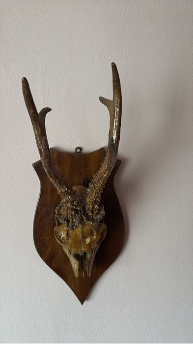 Trofeu de țap de munte  cu capul intreg