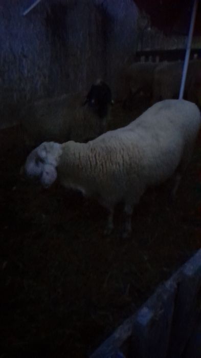 Vand berbec bergamasca