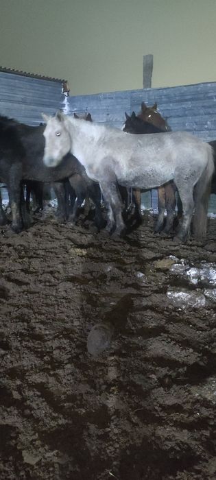 Кабылы с откорма жирные