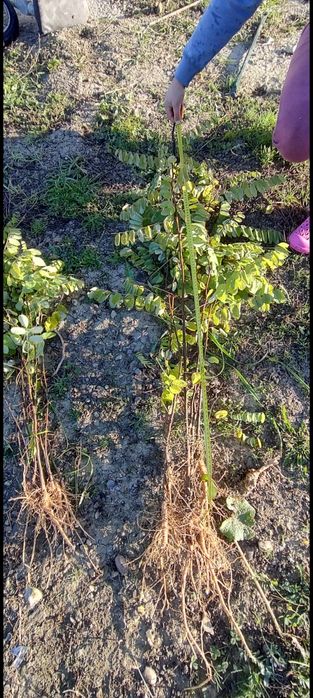 Puieti forestieri salcâm frasin carpen fag mesteacăn tei brad Ulm