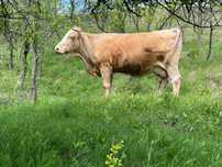 Vaca de vanzare