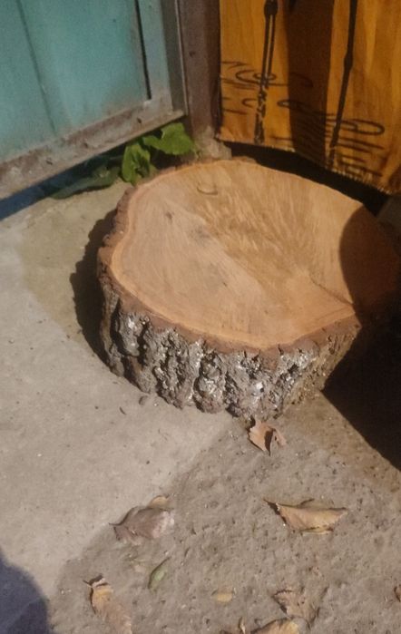 Срезы деревьев орех