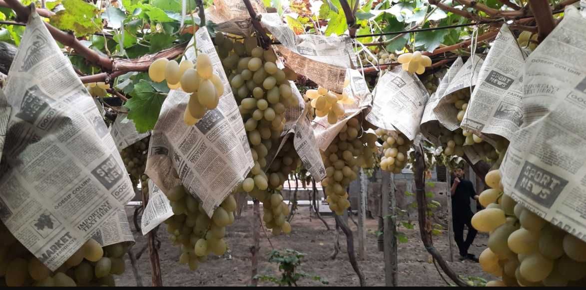 Саженцы винограда Дамский пальчик лучший вкус и большую урожайность