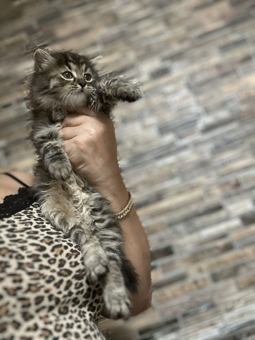 Norvegiana de Padure