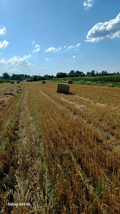 Vand baloti de paie de grau.