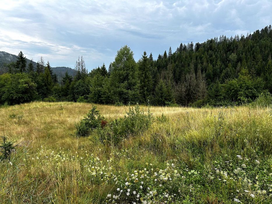 Teren intravilan cu peisaj suberb | 5311 MP | Sucevita | Bucovina