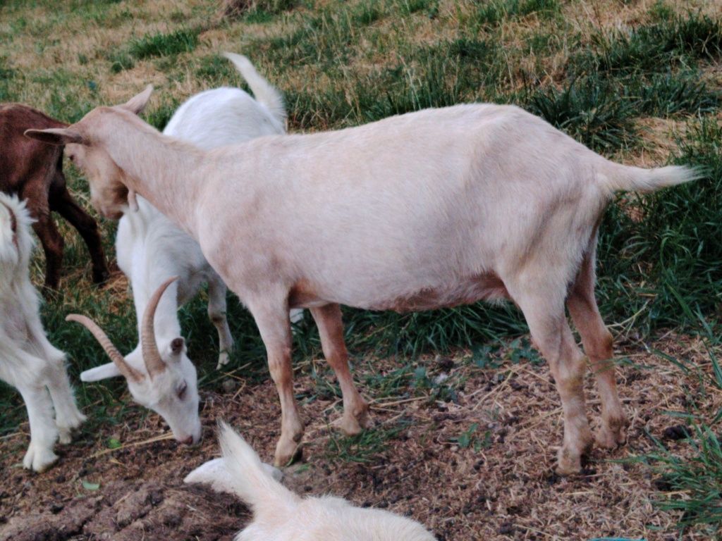 Capra de vanzare