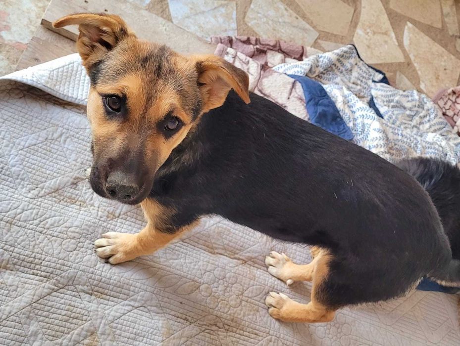 4 cateluse de 5 luni si 1 saptamana