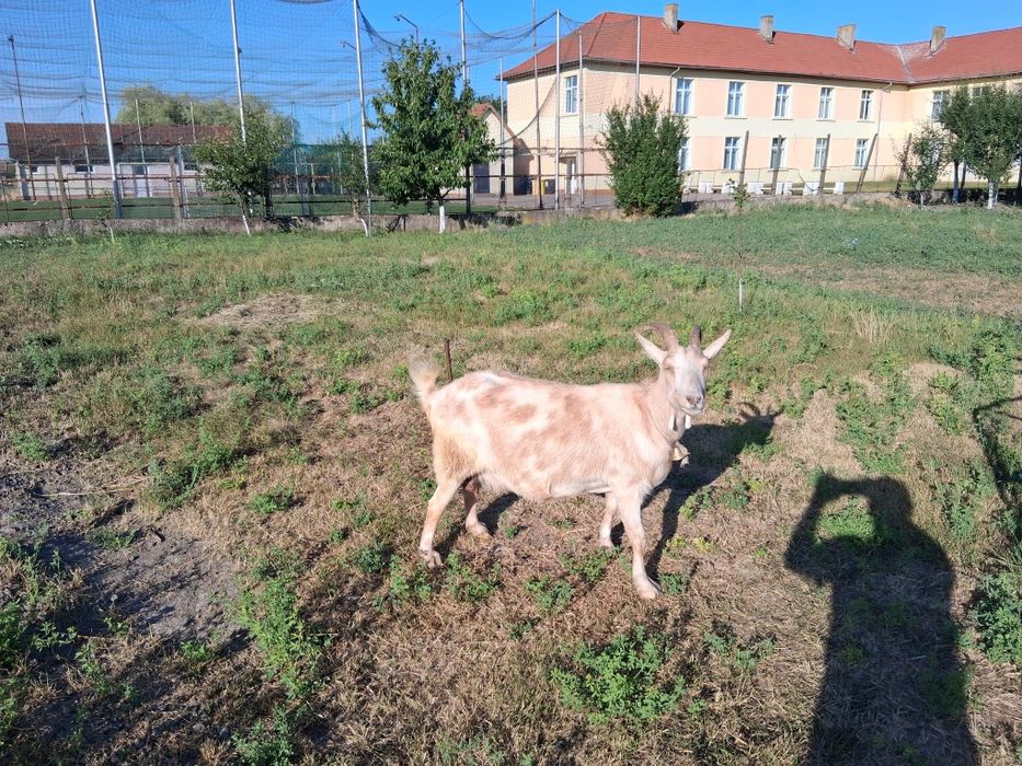 Capre de vanzare