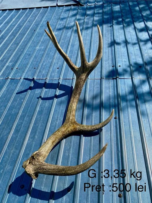 Coarne de cerb!!