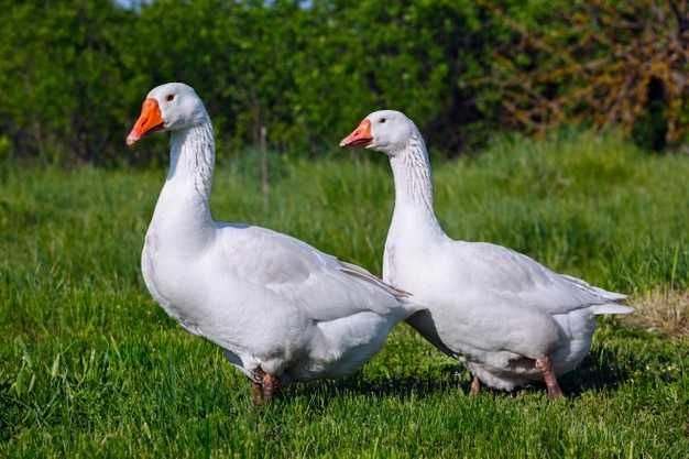vand doua perechi de gaste lesesti gascani albi si gaste negre
