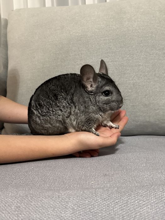 Шиншилла ,девочка 2 годика