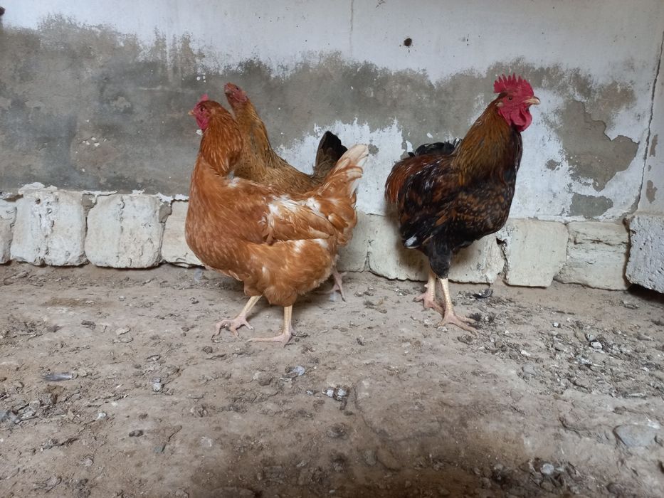 Тауыктар сатылады