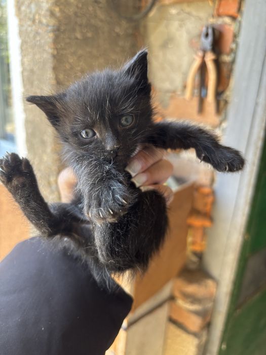Котенца за подаряване