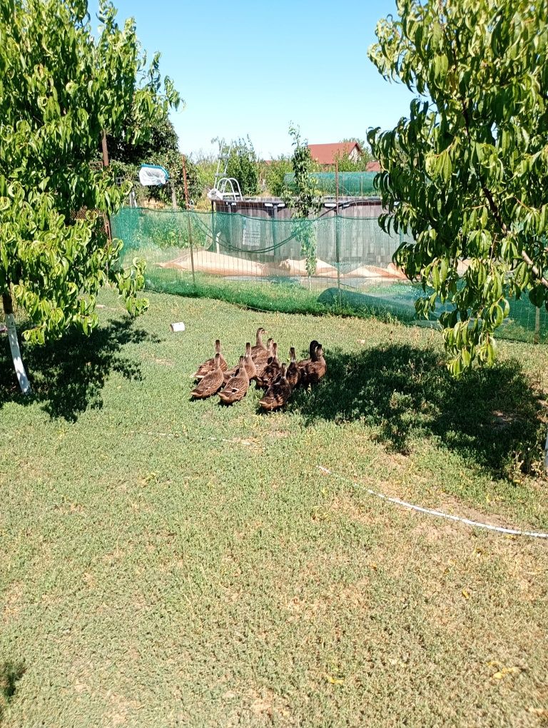 Vand Rațe sălbatice