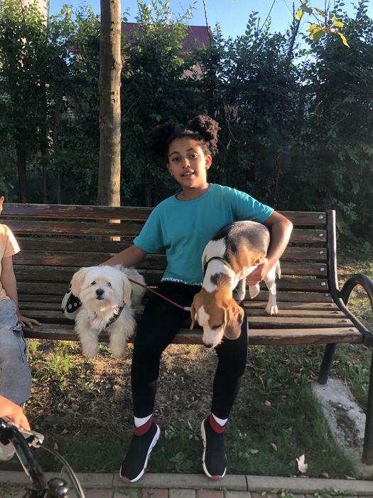 Cazare caini pet sitter