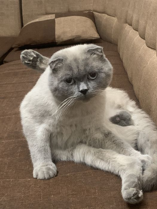 Шотландский Фолд