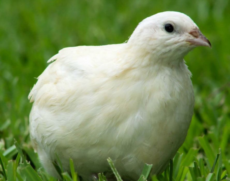 Продаются перепела-самцы