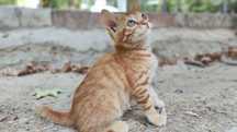 Котёнок мальчик 2 месяца