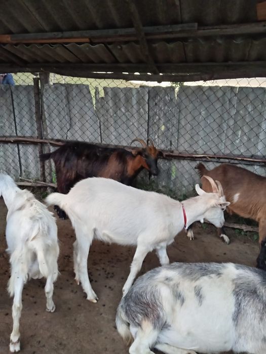 vand ieduta sannen urgent
