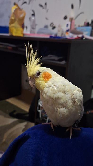 Papagal Nimfă cu obrăjori