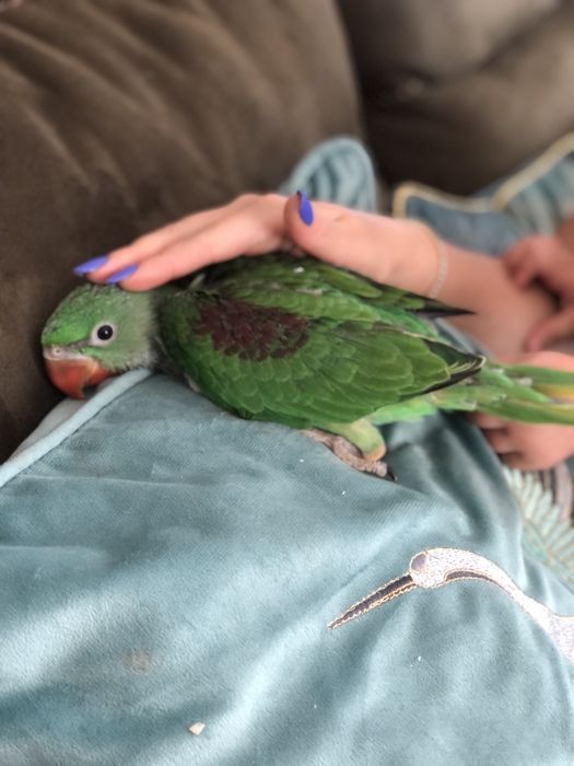 Puiuti blanzi 2025 papagali marele alexandru alexander