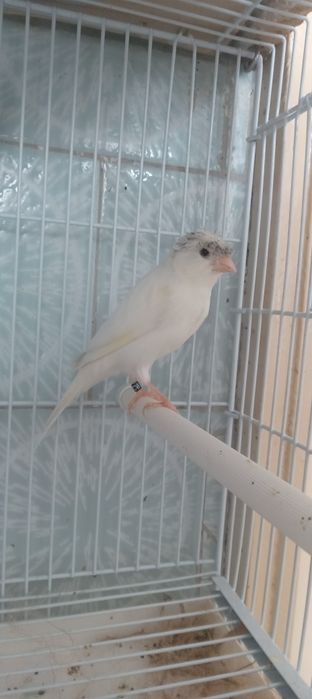 Doi frați tineri 2025 caută locație nouă Piatra Neamț